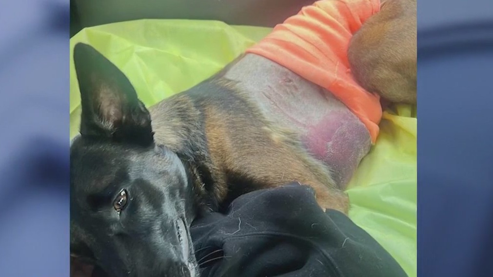 Dog receives care following alligator attack